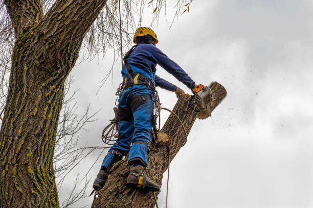 Reliable Fort Bragg, CA Tree Removal Solutions